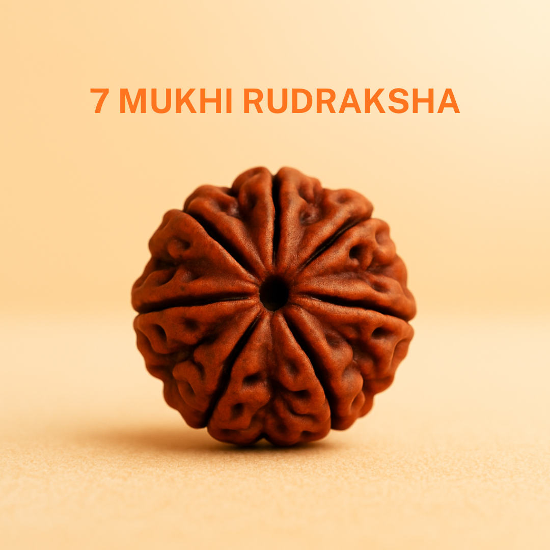 Trivah 7 Mukhi Rudraksha Bracelet