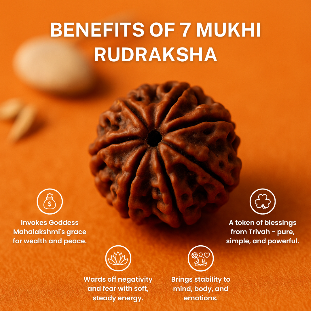 Blessed 7 Mukhi Mahalaxmi Rudraksha