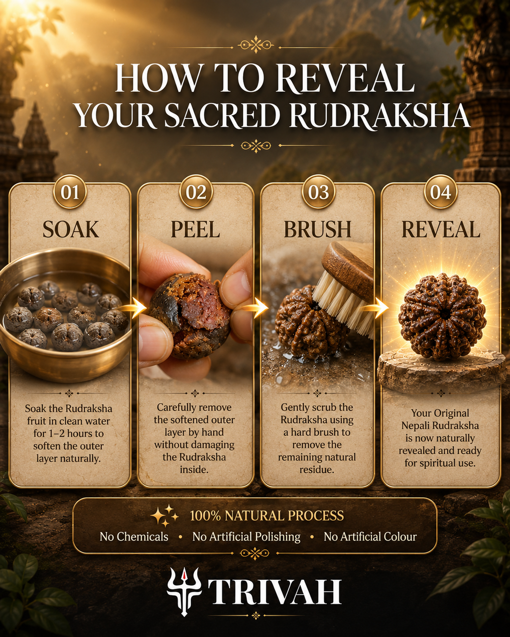 5 Mukhi Nepal Rudraksha Fruit