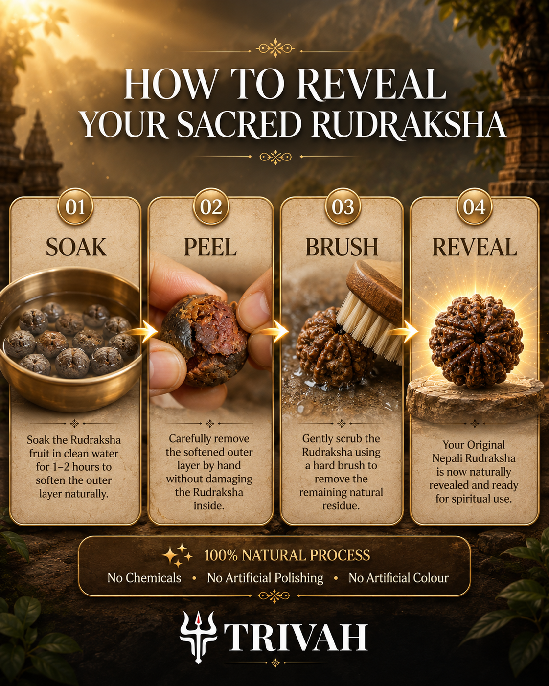5 Mukhi Nepal Rudraksha Fruit
