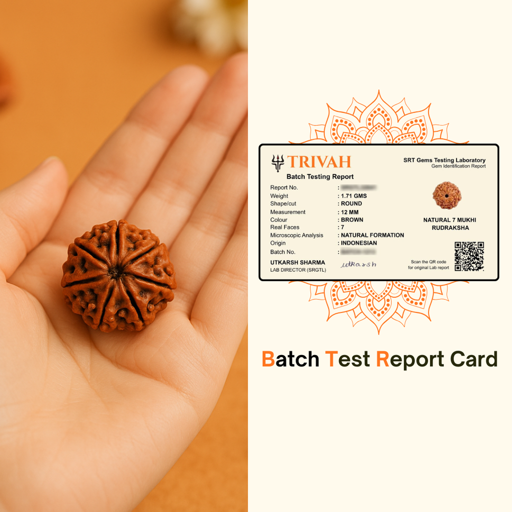 Blessed 7 Mukhi Mahalaxmi Rudraksha